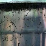 Paraná registra sete novas mortes por dengue em uma semana